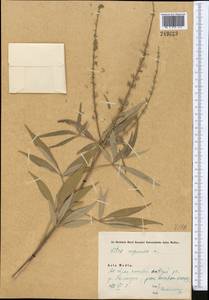 Vitex negundo L., Middle Asia, Syr-Darian deserts & Kyzylkum (M7) (Uzbekistan)