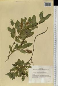 Salix pseudopentandra (Flod.) Flod., Siberia, Altai & Sayany Mountains (S2) (Russia)