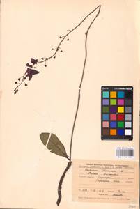 MHA 0 159 060, Verbascum phoeniceum L., Eastern Europe, Central forest-and-steppe region (E6) (Russia)