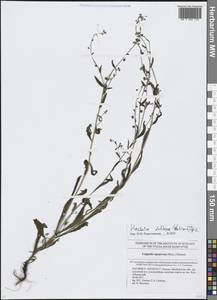 Hackelia deflexa (Wahlenb.) Opiz, Eastern Europe, Eastern region (E10) (Russia)