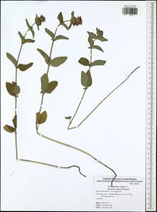 Clinopodium vulgare L., Eastern Europe, Central region (E4) (Russia)