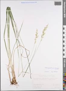 Calamagrostis arundinacea (L.) Roth, Eastern Europe, Central forest region (E5) (Russia)