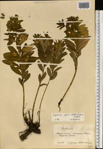 Euphorbia sojakii (Chrtek & Krísa) Dubovik, Eastern Europe, West Ukrainian region (E13) (Ukraine)