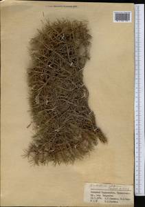 Acantholimon velutinum Czern., Middle Asia, Pamir & Pamiro-Alai (M2) (Tajikistan)