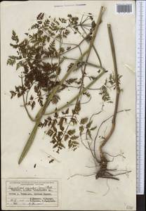 Conioselinum tataricum Hoffm., Middle Asia, Western Tian Shan & Karatau (M3) (Kyrgyzstan)