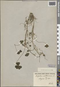 Trifolium subterraneum L., Crimea (KRYM) (Russia)