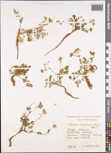 Carum meifolium (M. Bieb.) Boiss., Caucasus, Georgia (K4) (Georgia)