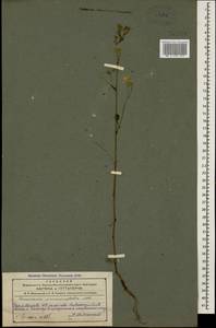 Lapsana communis subsp. grandiflora (M. Bieb.) P. D. Sell, Caucasus, Azerbaijan (K6) (Azerbaijan)