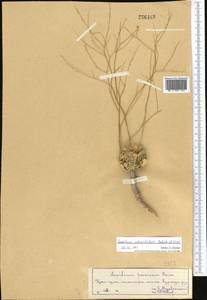 Lepidium subcordatum Botsch. & Vved., Middle Asia, Syr-Darian deserts & Kyzylkum (M7)