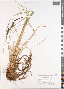Carex elata subsp. omskiana (Meinsh.) Jalas, Eastern Europe, Northern region (E1) (Russia)