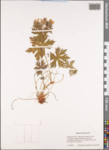 Geranium erianthum DC., Siberia, Russian Far East (S6) (Russia)