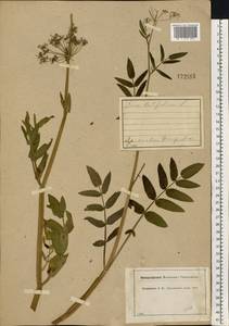 Sium latifolium L., Eastern Europe, Central forest region (E5) (Russia)