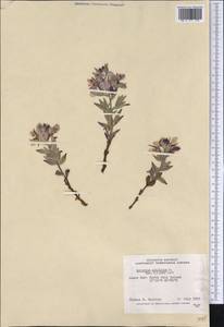 Chamaenerion latifolium (L.) Sweet, America (AMER) (Canada)