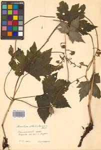 Aconitum alboviolaceum Kom., Siberia, Russian Far East (S6) (Russia)