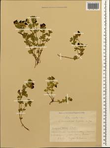 Lotus corniculatus subsp. corniculatus, Caucasus, Krasnodar Krai & Adygea (K1a) (Russia)