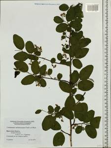 Cotoneaster melanocarpus G. Lodd., Siberia, Baikal & Transbaikal region (S4) (Russia)