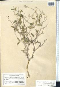 Astragalus chodshenticus B. Fedtsch., Middle Asia, Western Tian Shan & Karatau (M3) (Kyrgyzstan)