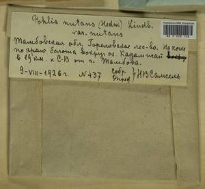 Pohlia nutans (Hedw.) Lindb., Bryophytes, Bryophytes - Central forest-and-steppe region (B10) (Russia)