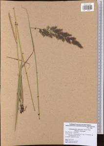 Calamagrostis canescens (Weber) Roth, Eastern Europe, Central region (E4) (Russia)