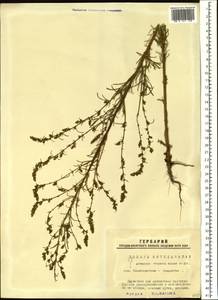 Artemisia scoparia Waldst. & Kit., Siberia, Western Siberia (S1) (Russia)