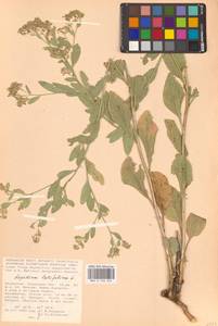 Lepidium latifolium L., Middle Asia, Caspian Ustyurt & Northern Aralia (M8) (Kazakhstan)