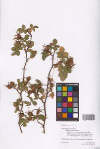 Rosa rubiginosa L., Eastern Europe, Central forest-and-steppe region (E6) (Russia)
