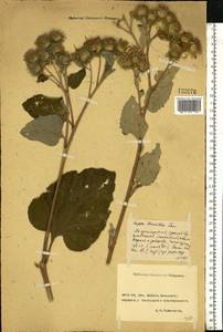 Arctium tomentosum Mill., Eastern Europe, Rostov Oblast (E12a) (Russia)