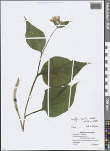 Symphytum tuberosum L., Eastern Europe, Moscow region (E4a) (Russia)