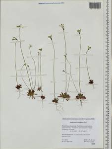 Androsace lactiflora Fisch. ex Willd., Siberia, Baikal & Transbaikal region (S4) (Russia)