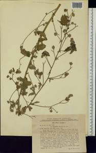 Althaea cannabina L., Eastern Europe, West Ukrainian region (E13) (Ukraine)