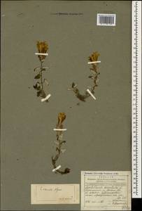 Scutellaria oreophila Grossh., Caucasus, Dagestan (K2) (Russia)