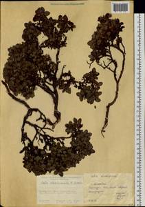 Salix khokhriakovii A. Skvortsov, Siberia, Chukotka & Kamchatka (S7) (Russia)