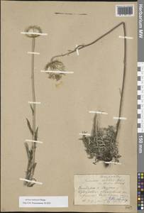 Jurinea ledebourii Bunge, Eastern Europe, Middle Volga region (E8) (Russia)