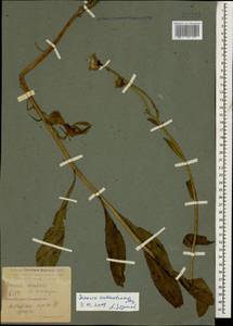 Senecio kolenatianus C. A. Mey., Caucasus, Krasnodar Krai & Adygea (K1a) (Russia)