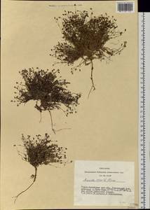 Sabulina verna subsp. verna, Siberia, Altai & Sayany Mountains (S2) (Russia)