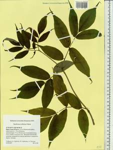 Sambucus sibirica Nakai, Siberia, Baikal & Transbaikal region (S4) (Russia)