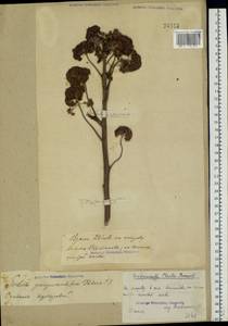 Hylotelephium telephium subsp. telephium, Eastern Europe, Volga-Kama region (E7) (Russia)