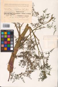 Oenanthe aquatica (L.) Poir., Eastern Europe, Lower Volga region (E9) (Russia)