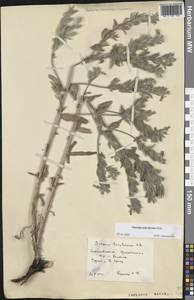 Onosma polychroma Klokov, Eastern Europe, Lower Volga region (E9) (Russia)