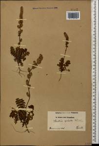 Psylliostachys spicatus (Willd.) Nevski, Caucasus, Armenia (K5) (Armenia)