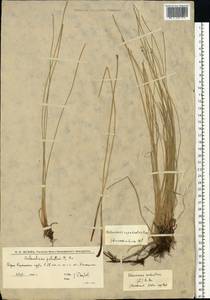 Eleocharis palustris (L.) Roem. & Schult., Eastern Europe, Lower Volga region (E9) (Russia)