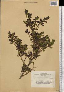 Lonicera microphylla Willd. ex Roem. & Schult., Siberia, Altai & Sayany Mountains (S2) (Russia)