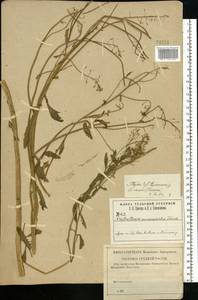 Rorippa × armoracioides (Tausch) Fuss, Eastern Europe, Central region (E4) (Russia)