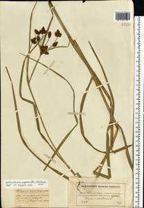 Bolboschoenus yagara (Ohwi) Y.C.Yang & M.Zhan, Eastern Europe, Moscow region (E4a) (Russia)