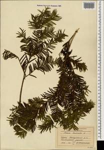 Taxus baccata L., Caucasus, Georgia (K4) (Georgia)