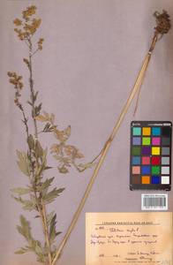 Thalictrum simplex L., Siberia, Russian Far East (S6) (Russia)