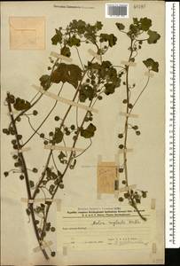 Malva neglecta Wallr., Caucasus, Azerbaijan (K6) (Azerbaijan)
