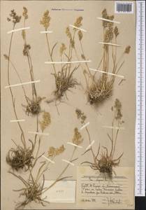 Poa alpina L., Middle Asia, Western Tian Shan & Karatau (M3) (Uzbekistan)