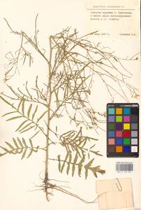 Sisymbrium altissimum L., Eastern Europe, Lower Volga region (E9) (Russia)