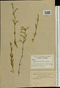 Silene viscosa (L.) Pers., Eastern Europe, Central region (E4) (Russia)